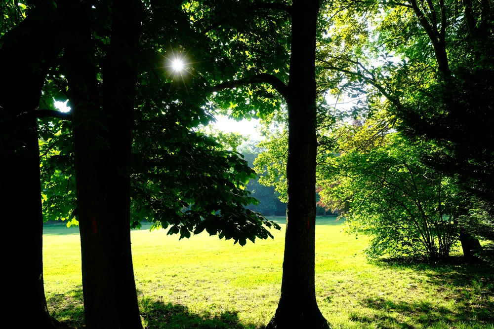 Sunrise through the trees