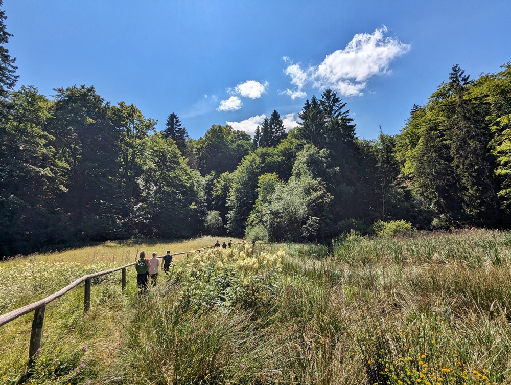 Sunlit walking trail through a peaceful meadow surrounded by trees in Hesse