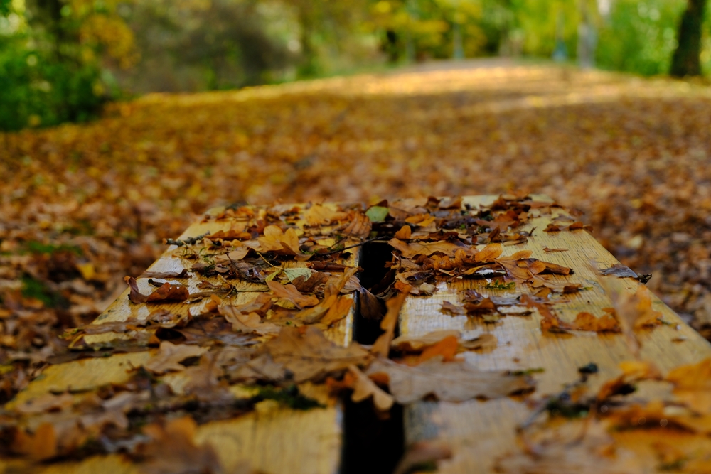 Autumn in the park - a bench full of leaves
