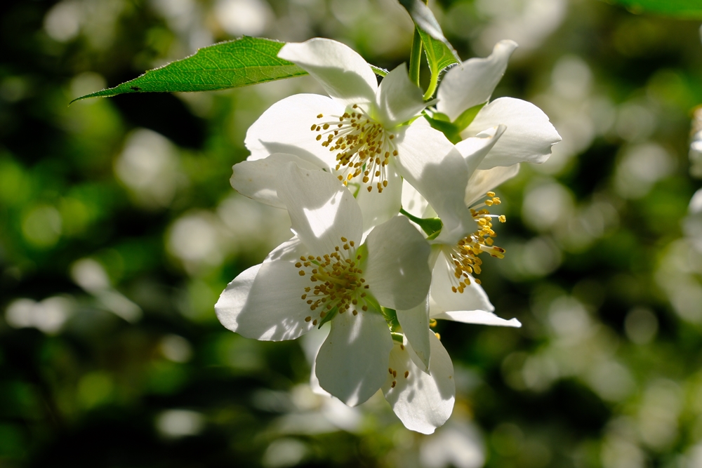 Beautiful white blooms in Spring.