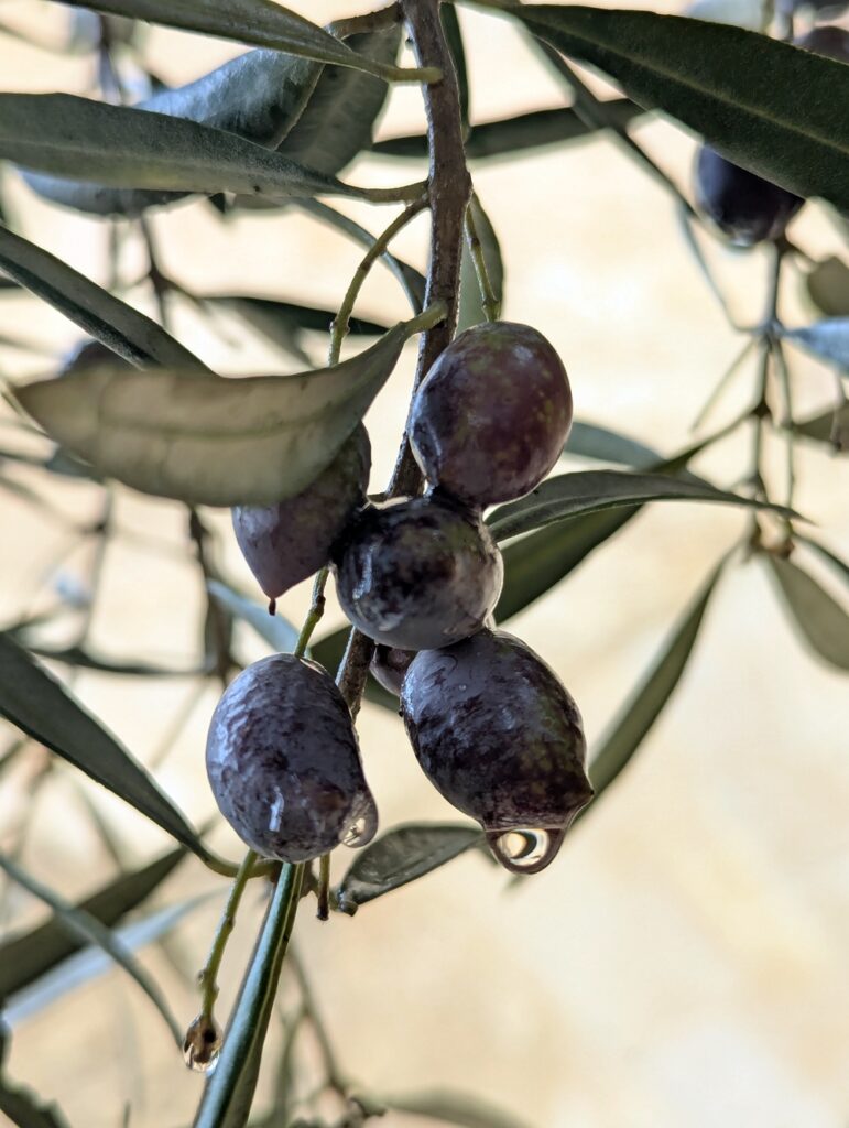 Olive branch with purple olives