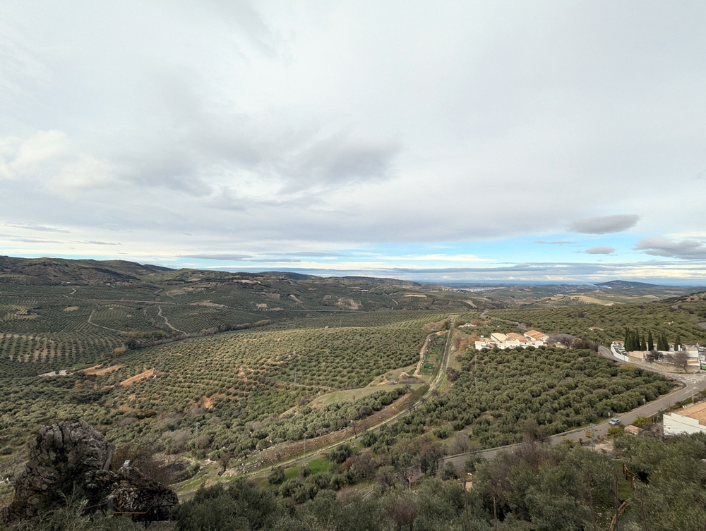 overview of olive groves